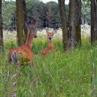 Deer in a Lush Green Forest Setting with Sunlight