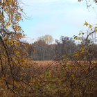 Serene Autumn Landscape with Golden Leaves and Trees