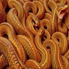 Arrangement of Intertwined Golden-Brown Snakes