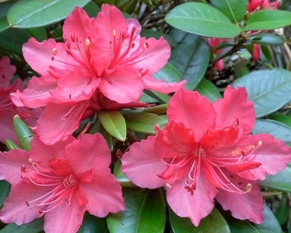 Vibrant Pink Azalea Flowers Among Glossy Green Leaves