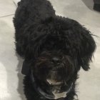 Playful black puppy with bright eyes in cozy setting