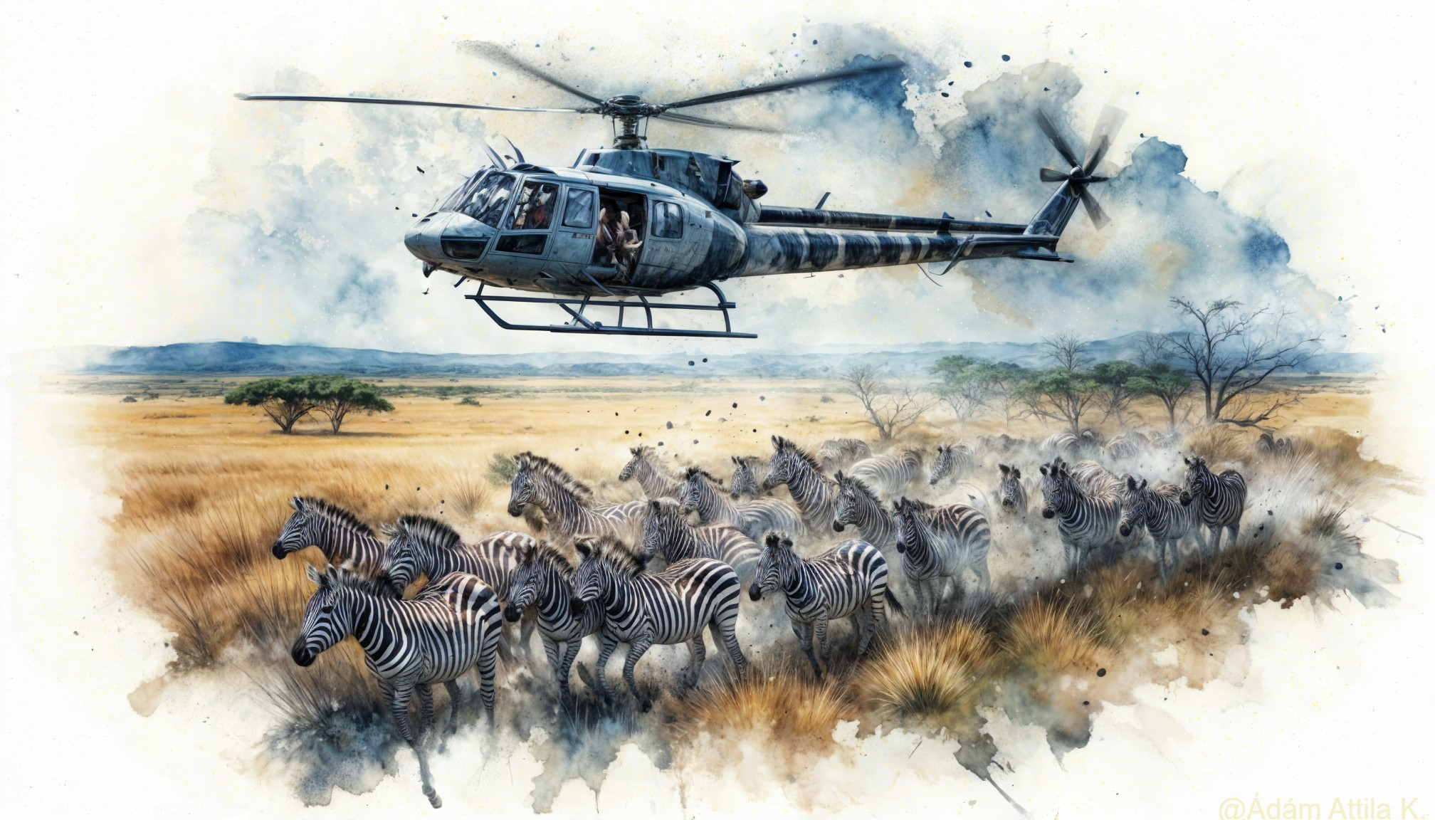 Helicopter Over Golden Savanna with Galloping Zebras