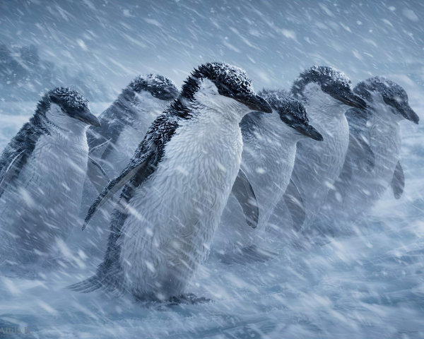 Gentoo penguins in a snowy Antarctic blizzard scene