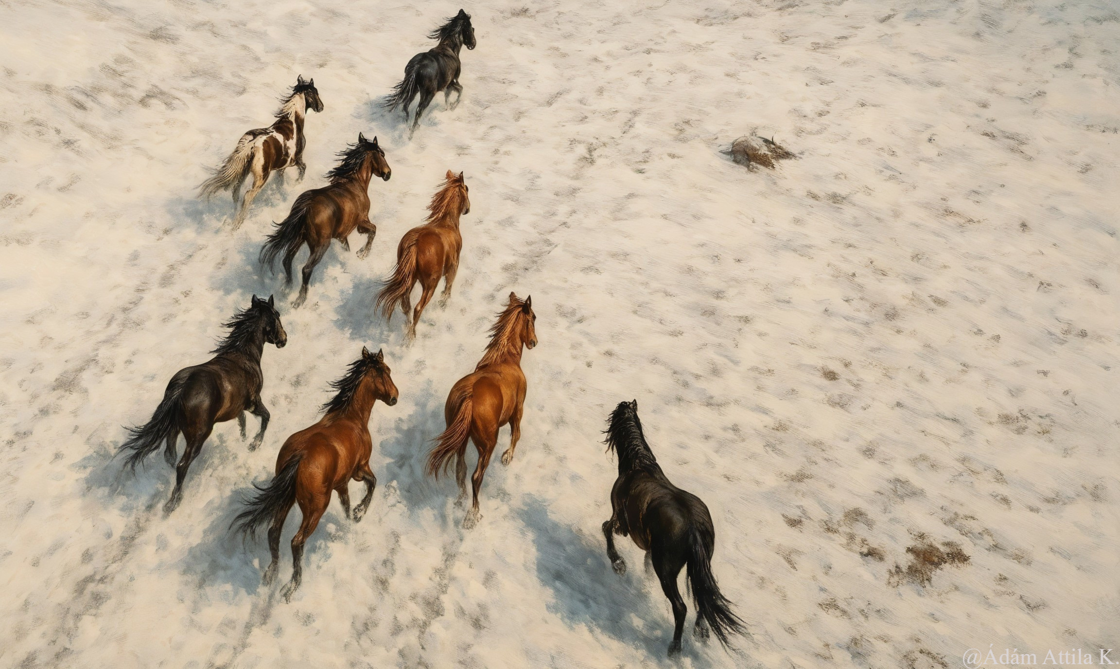 High-angle photo of galloping horses in motion