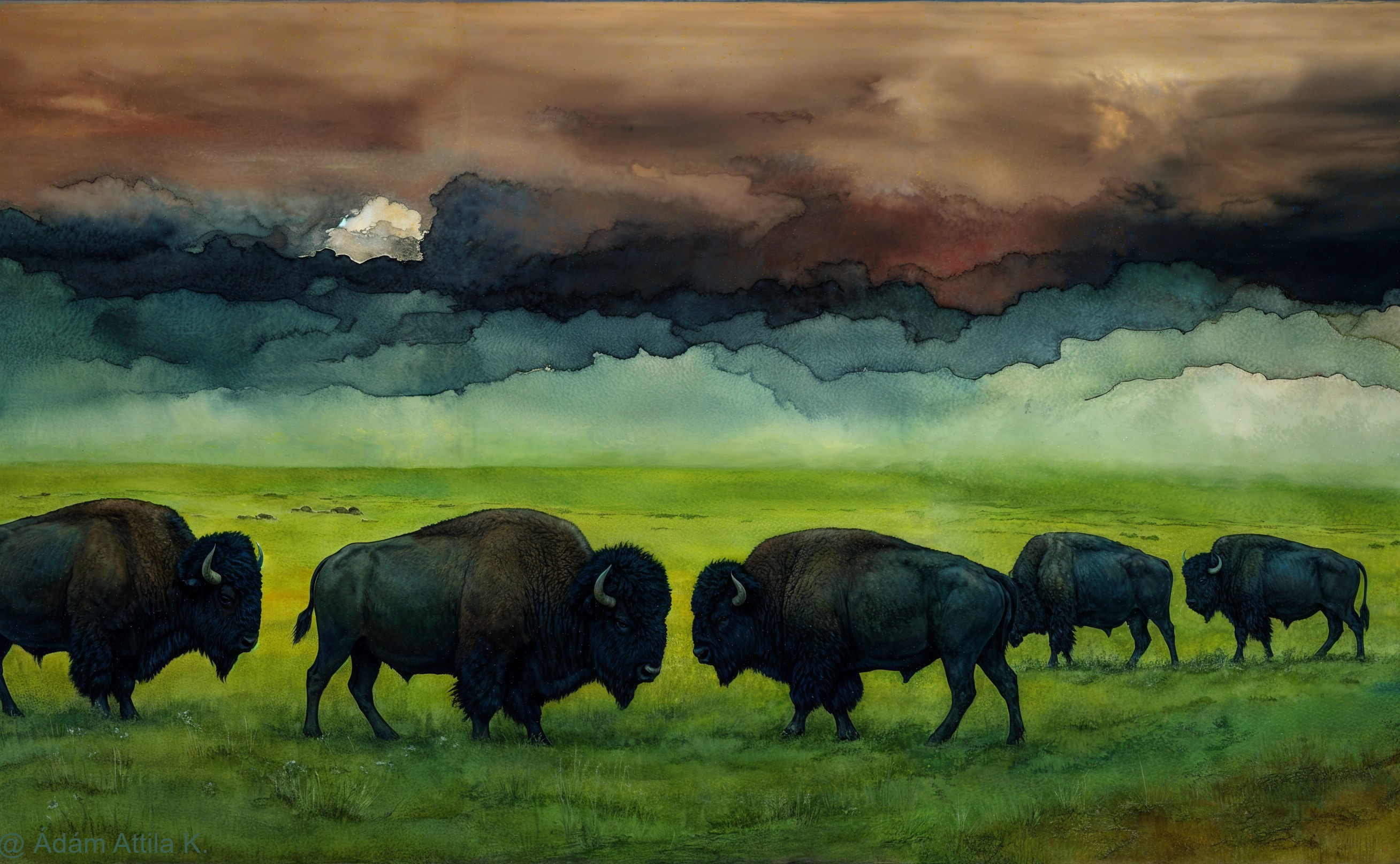 Bison Herd Grazing on Green Prairie Under Dramatic Sky