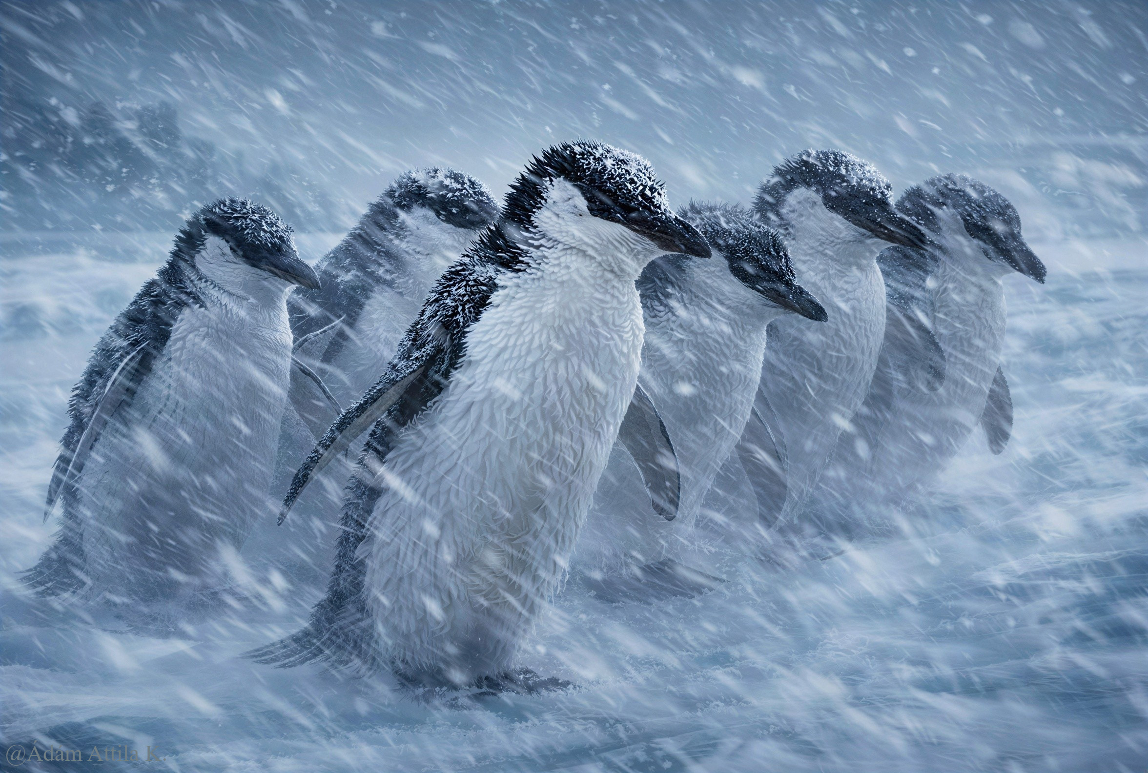 Gentoo penguins in a snowy Antarctic blizzard scene
