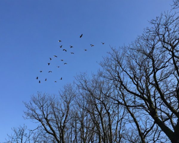 Blue Sky with Birds and Barren Trees Silhouette