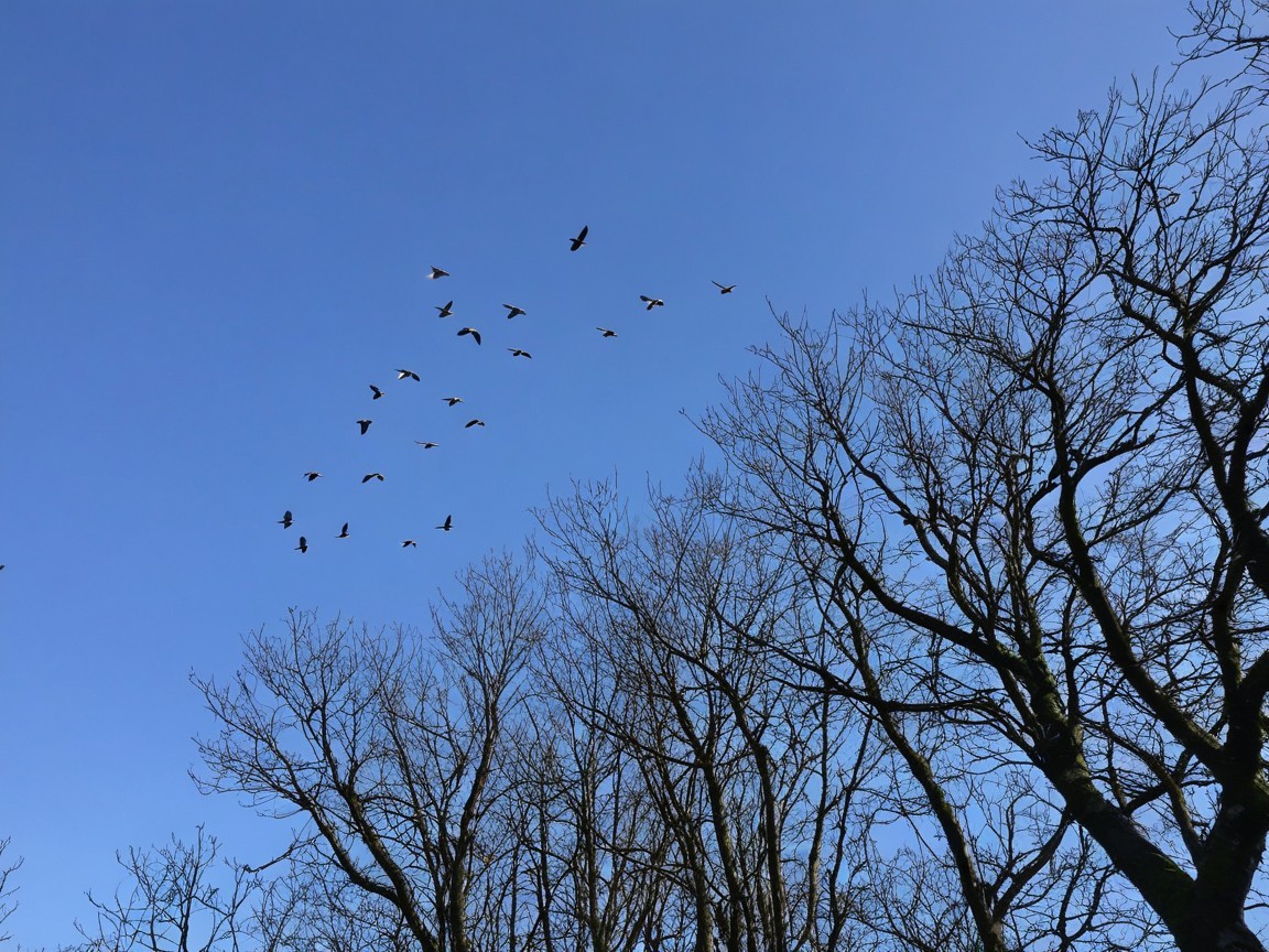 Blue Sky with Birds and Barren Trees Silhouette