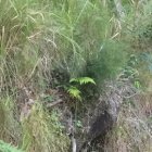 Vibrant Forest Scene with Colorful Mushrooms and Foliage