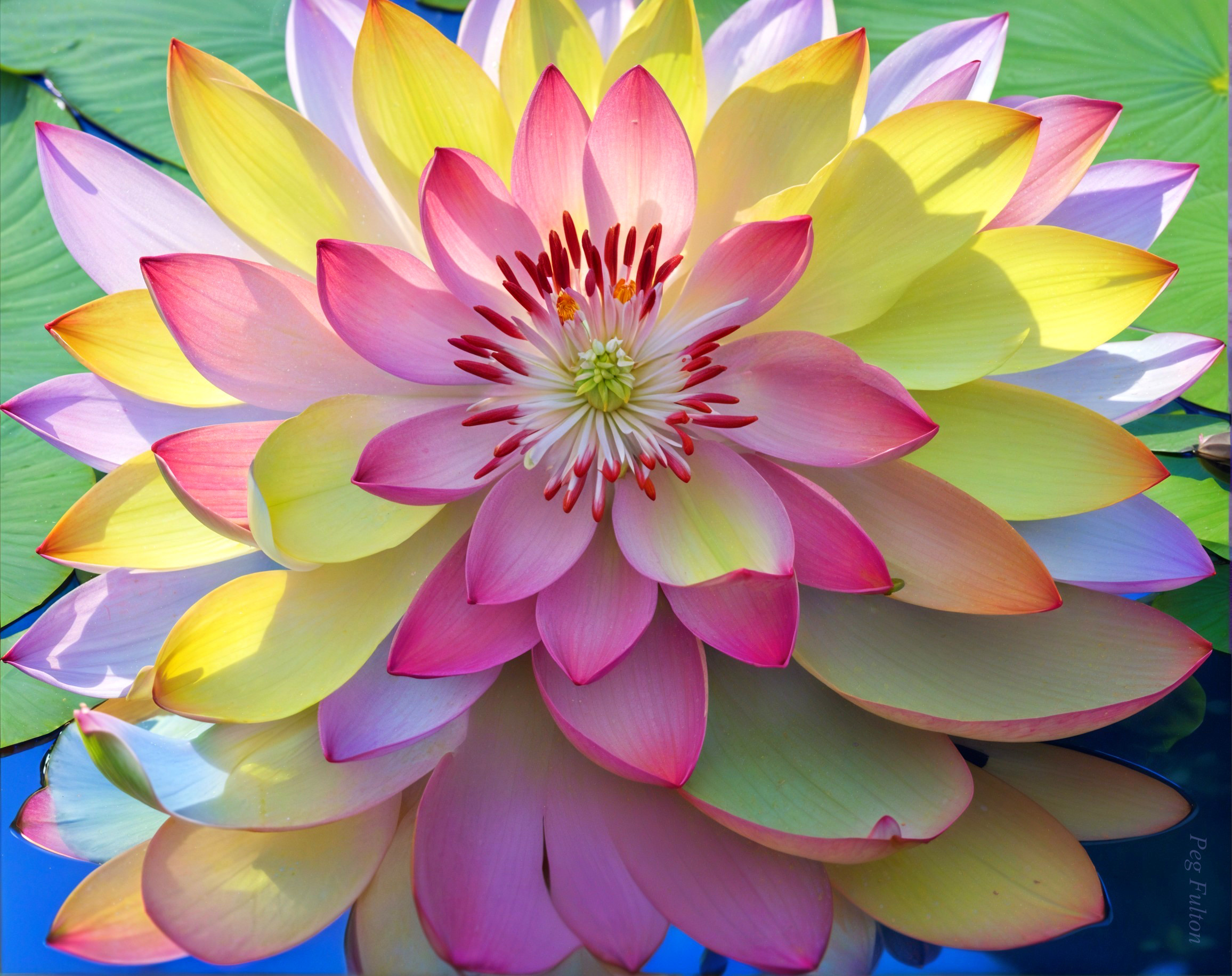 Water Lily Blossom with Colorful Petals in Pond
