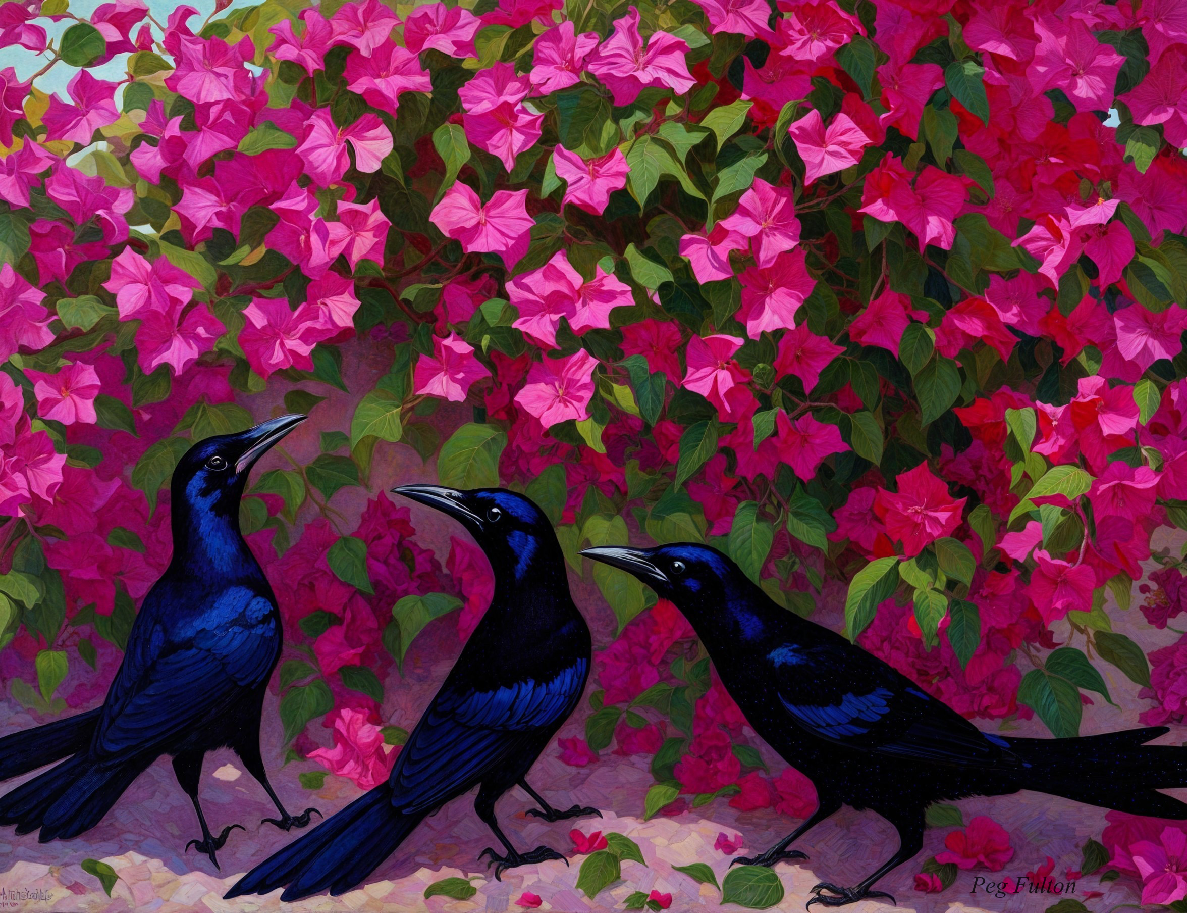 Glossy black birds with blue highlights and bougainvillea