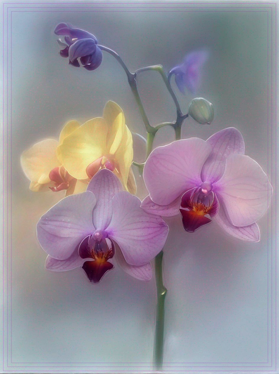Delicate Orchid Arrangement in Soft Lavender and Yellow