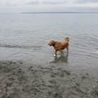 Psychedelic Golden Retriever with Colorful Fur Patterns