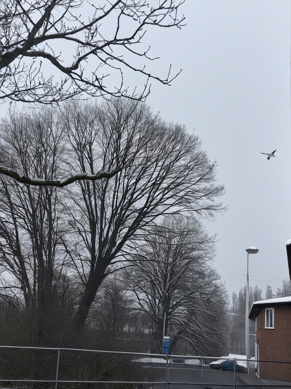 Winter Landscape with Leafless Trees and Snow