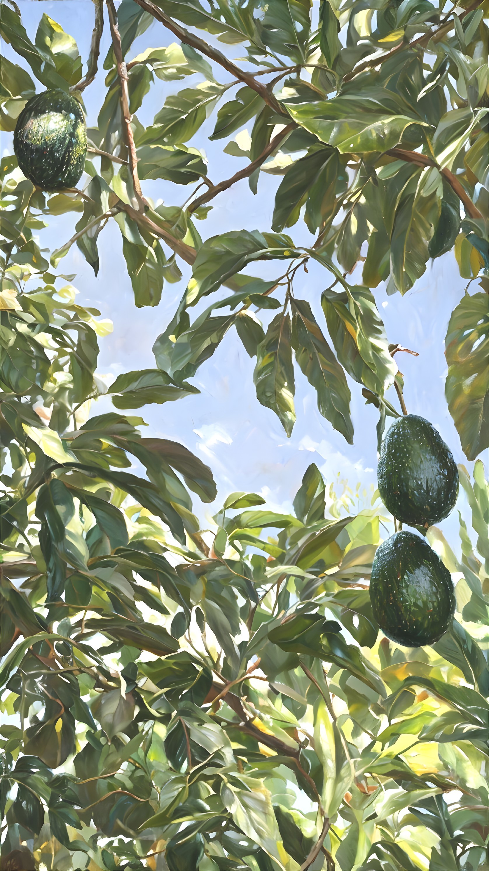 Ripe avocados on vibrant avocado tree under bright sky