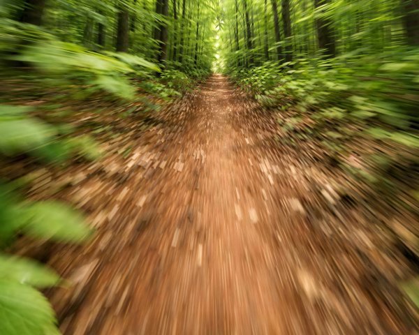 Dirt Path Through Dense Green Forest with Fallen Leaves