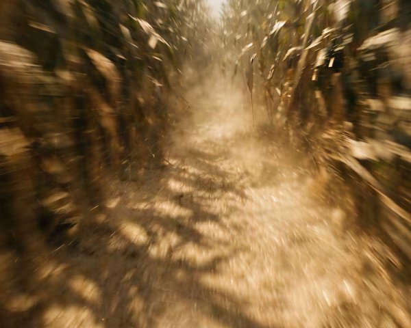 Cornfield Path with Tall Stalks and Dusty Ground