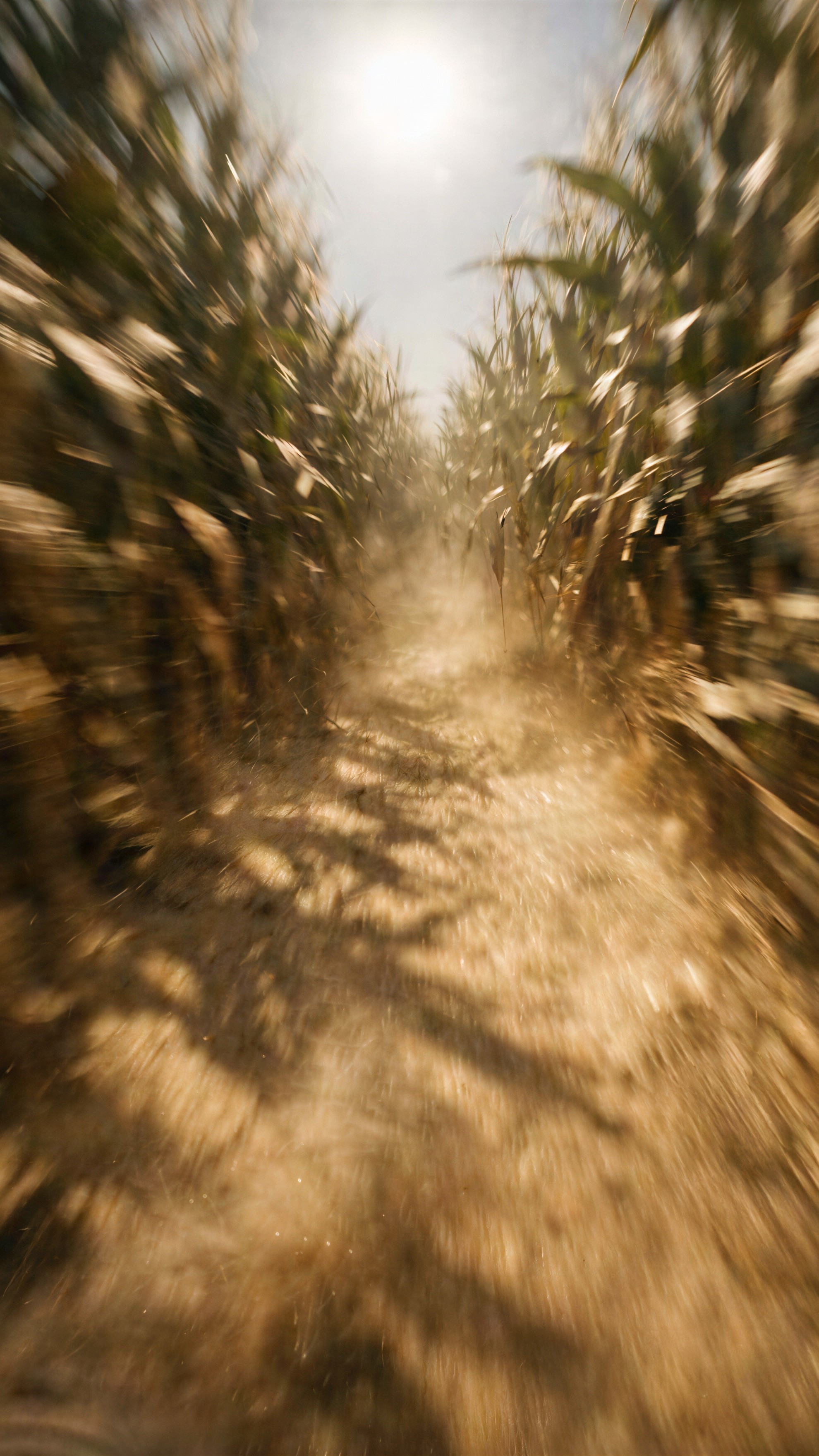 Cornfield Path with Tall Stalks and Dusty Ground