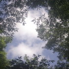 Elephant in a Serene Forest with Lush Greenery