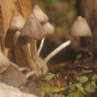 Young Woman and Bearded Man in Enchanted Forest