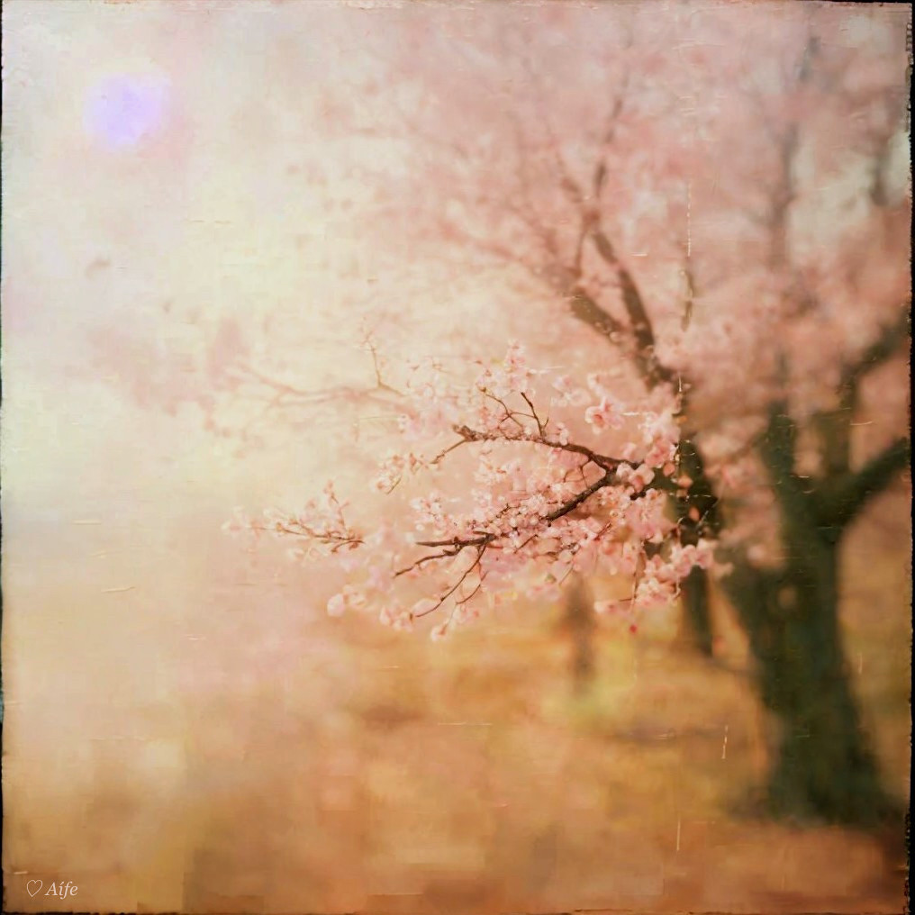 Delicate Cherry Blossom Tree in Dreamy Spring Scene