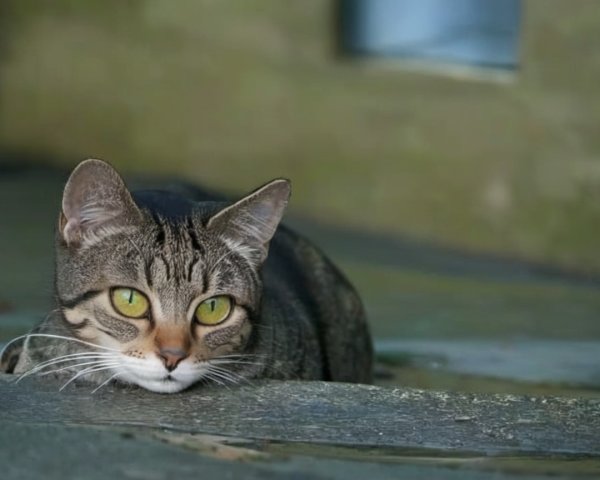 Striped Tabby Cat with Green Eyes on Stone Surface
