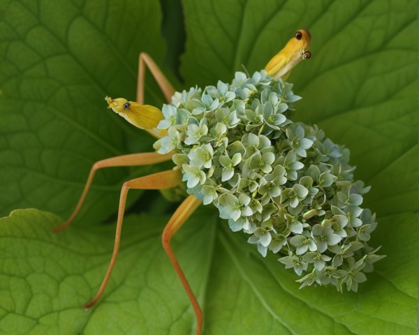 Insect Resembling Flower Among Green Leaves