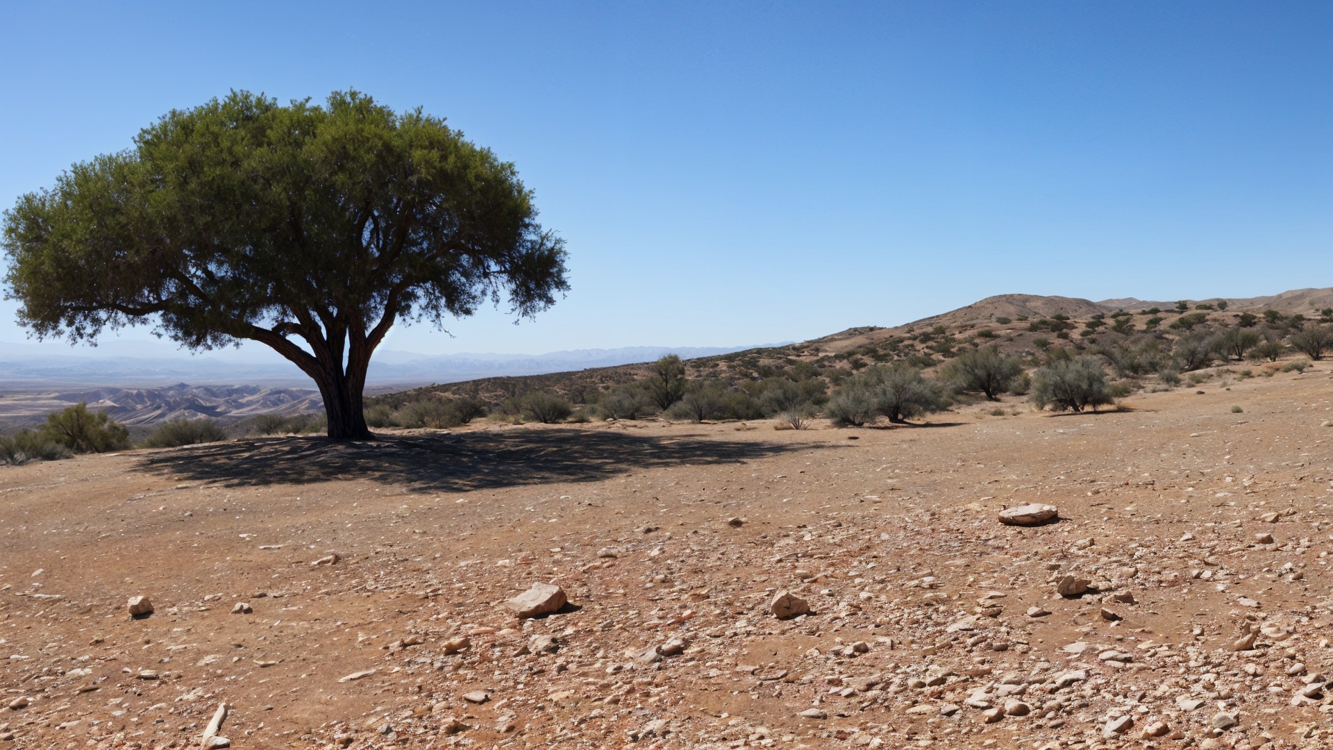 Solitary tree in arid landscape under blue sky