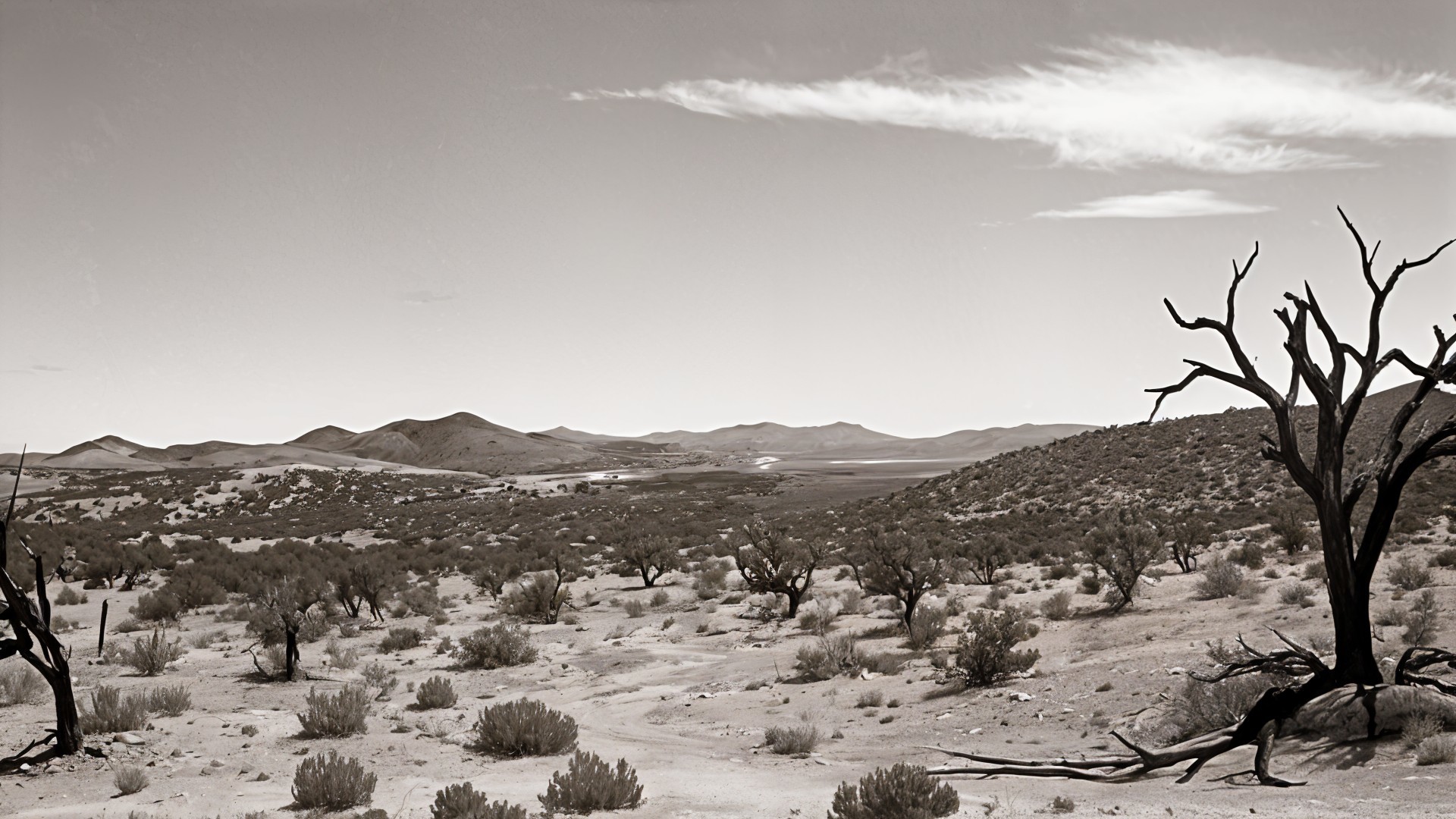 Monochrome Desert Landscape with Sparse Vegetation