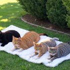 Four Cats Relaxing on a White Blanket on Grass