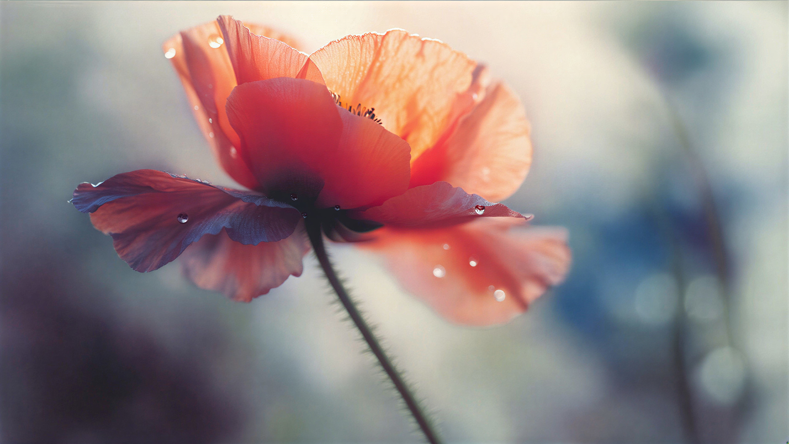 Delicate Poppy Flower with Dew and Soft Background