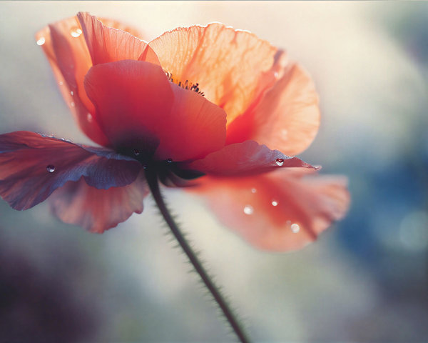 Delicate Poppy Flower with Dew and Soft Background