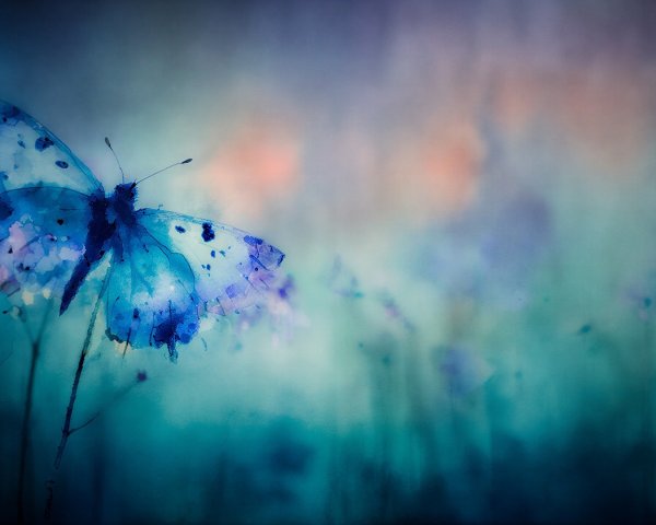 Butterfly on Stem with Soft Blurred Background