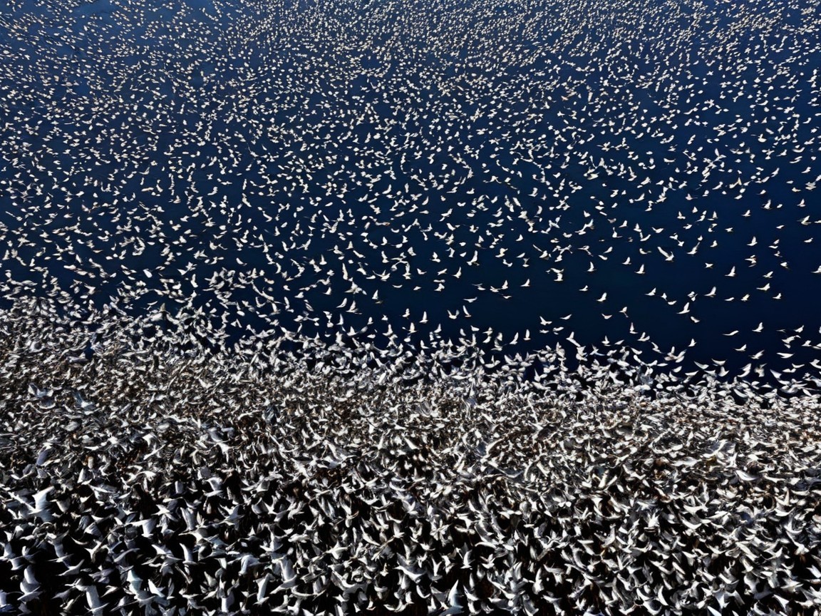 Aerial View of Birds Over Blue Water Surface