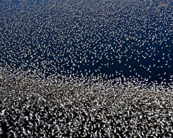 Aerial View of Birds Over Blue Water Surface