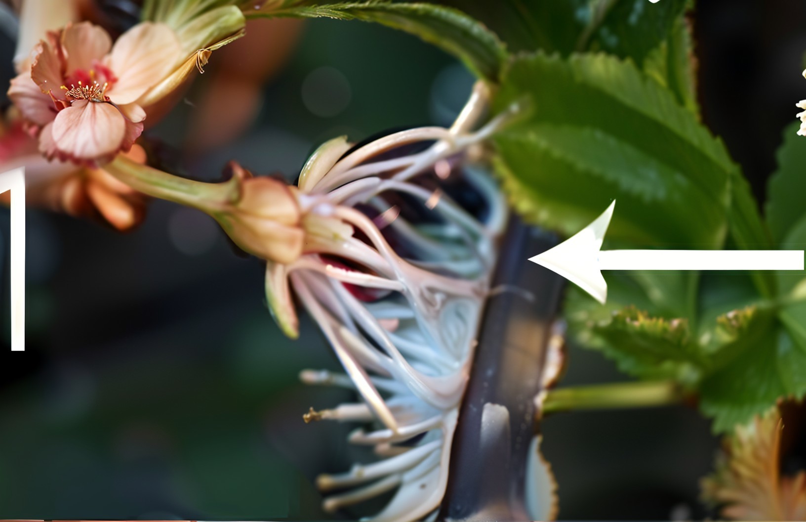 Close-up of Delicate Flowers and Intricate Foliage