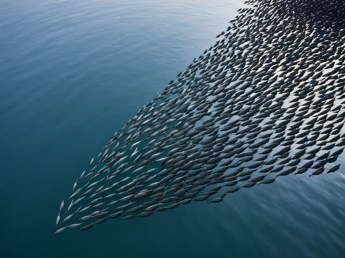 School of Fish Moving in Perfect Synchrony in Ocean