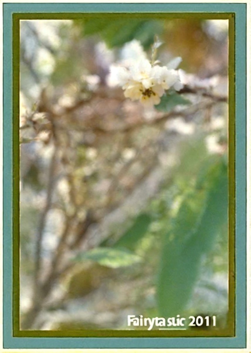 Delicate White Flowers with Green Leaves in Soft Focus