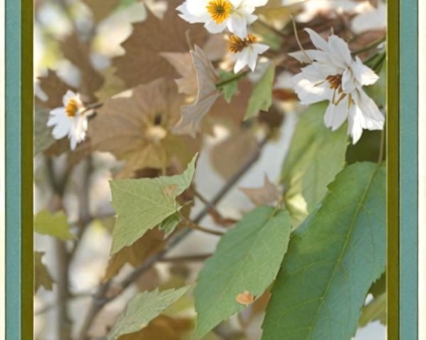 Botanical Scene with White Flowers and Green Leaves