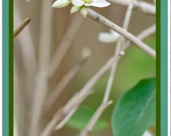 Delicate White Flower Among Green Leaves and Branches