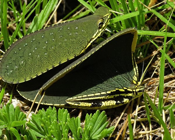 Leaf Insects Camouflaged in Green Grass Habitat