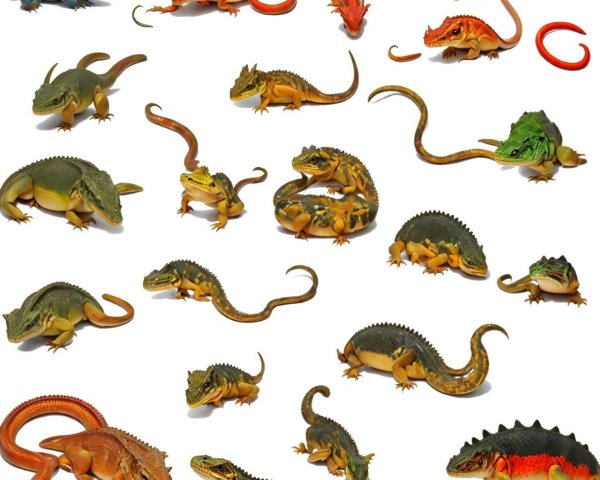 Diverse Collection of Colorful Lizards and Reptiles