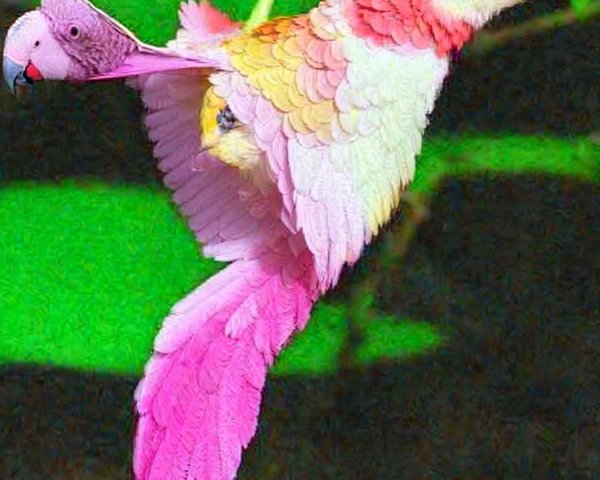 Colorful Bird with Pink and Yellow Plumage in Nature