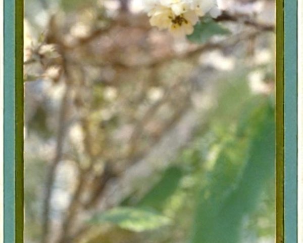 Delicate White Flowers with Green Leaves in Soft Focus