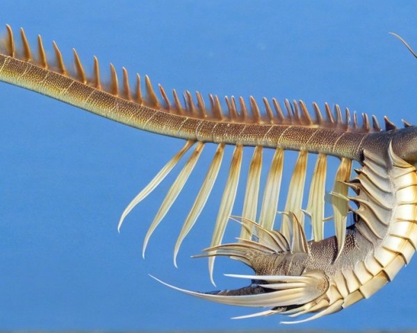 Fantastical Sea Creature with Serpentine Body and Fins