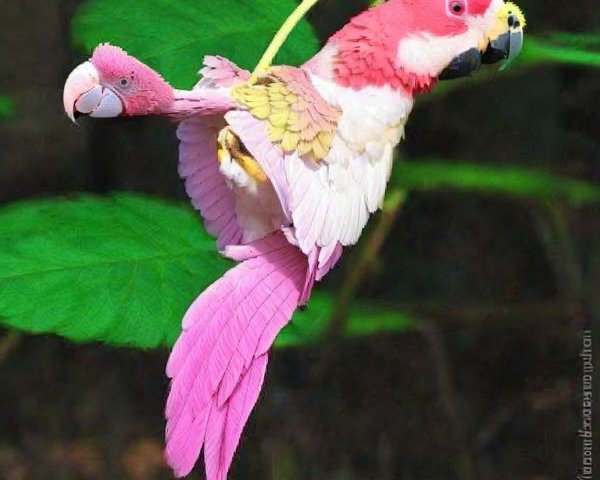 Vibrant Pink Parrots in Lush Green Foliage Scene