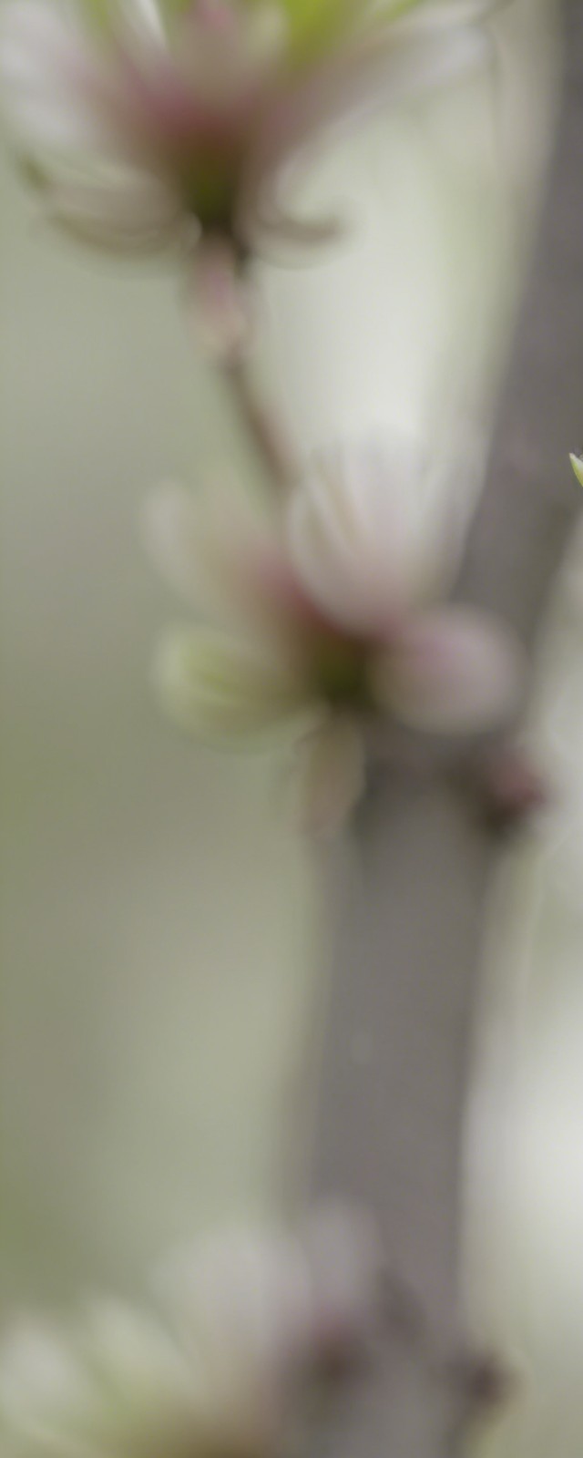 Delicate Flowers with Slender Branches in Soft Focus