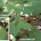 Close-Up of Textured Green Leaves and Patterns
