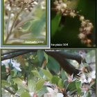 Three Artworks of Delicate Blossoms and Foliage