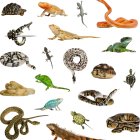 Vibrant Collection of Dinosaur and Lizard Figurines